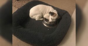 Perrito-duerme-con-cuenco-de-comida–696×365