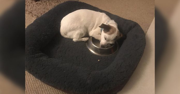 Cachorro resgatado dorme agarrado à sua nova tigela de comida todas as noites