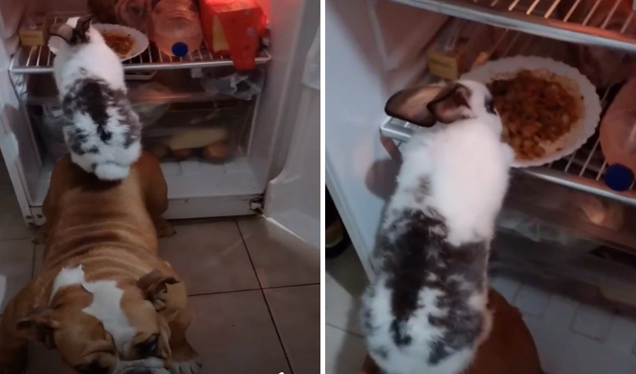 Coelho sobe nas costas de um cachorro para “roubar” a comida do dona
