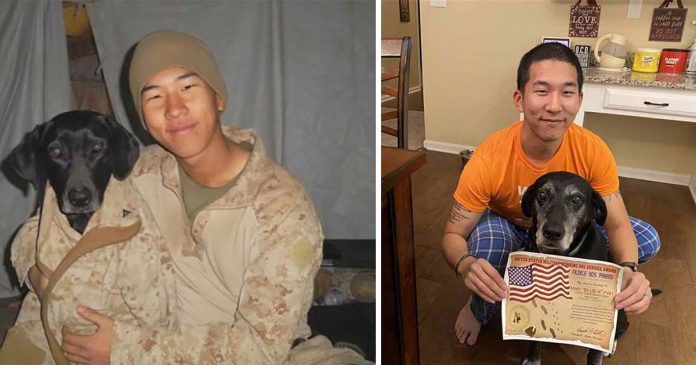 Membro da Marinha dos EUA adota cachorro que salvou sua vida no Afeganistão
