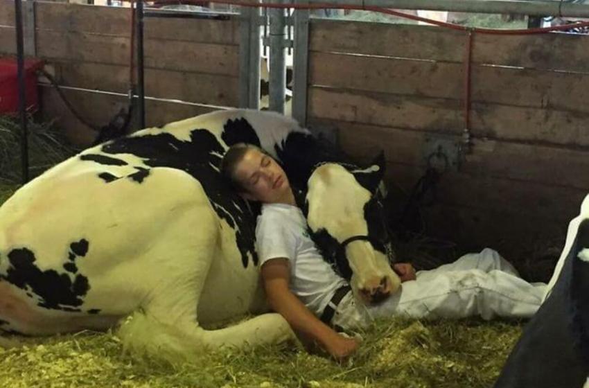 VÍDEO: Garoto exausto e sua vaca perdem uma competição, mas ganham a Internet depois de adormecerem juntos