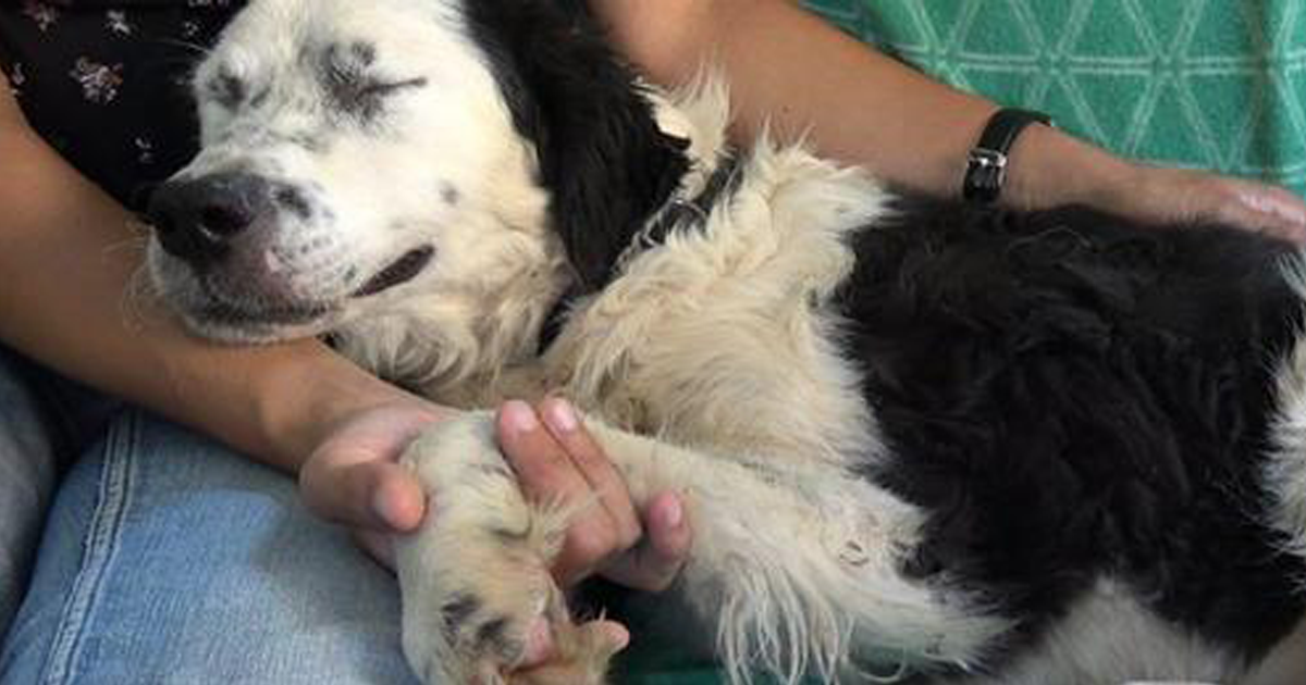 Cadelinha adormece nos braços de quem tentou salvar sua vida