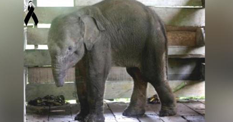Morre filhote de elefante que perdeu a tromba após cair em uma armadilha