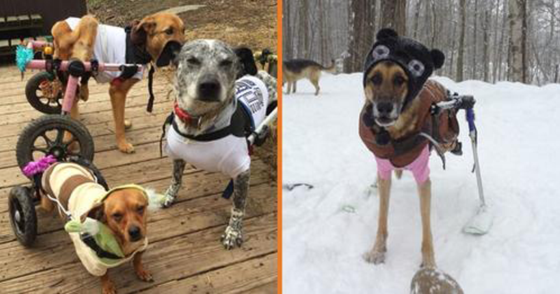 Mulher adota seis cães com necessidades especiais e agora vivem suas melhores vidas (16 fotos)