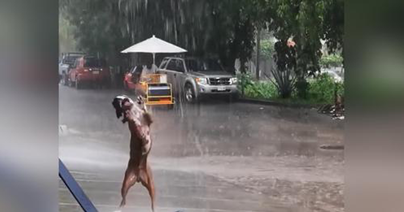 Cachorrinho não consegue conter sua emoção quando descobre que está chovendo lá fora