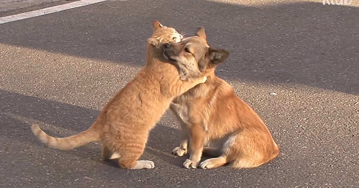 Gato perdido conforta um cachorro abandonado que espera o retorno de seus donos