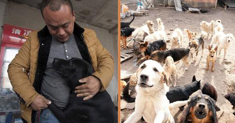 Milionário gasta toda a sua fortuna para salvar cães de rua