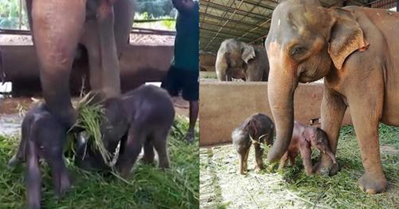 Pela primeira vez em 80 anos, nascem elefantes gêmeos em orfanato no Sri Lanka