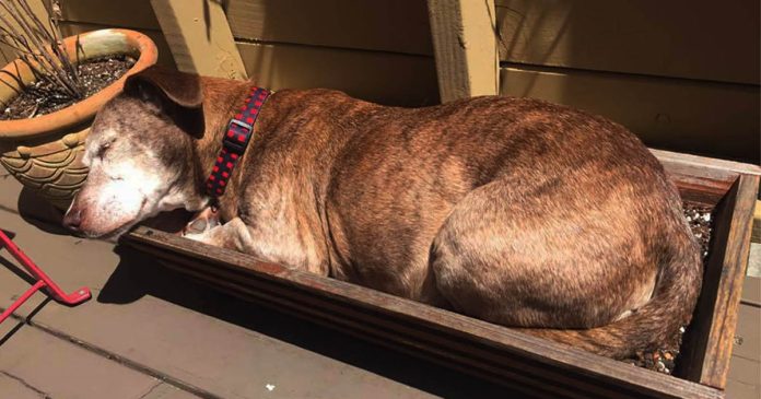 Cachorro surdo desperta para uma nova vida após passar 11 anos na rua