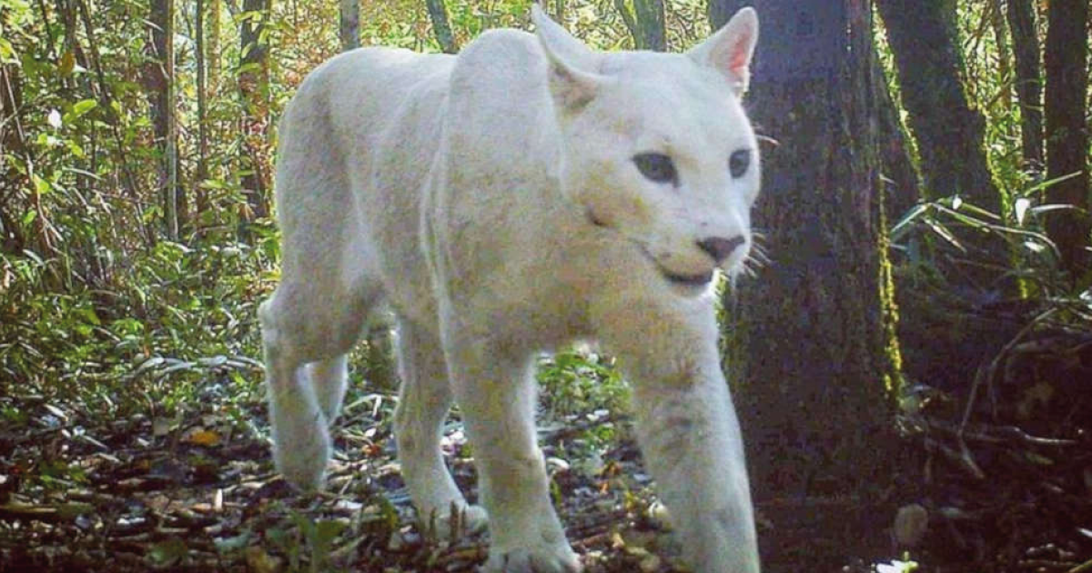 Puma branco flagrado pela primeira vez na história!