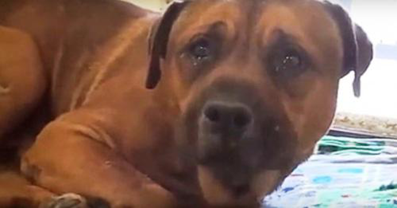 Cachorro chora desconsolado após ser abandonado em um abrigo e separado do irmão
