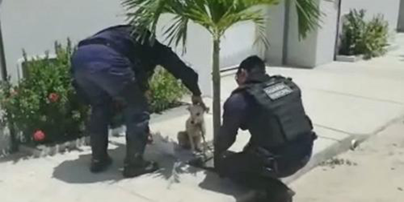 Dois policiais se aproximam de uma cadela inocente que olha para eles assustada e são gravados