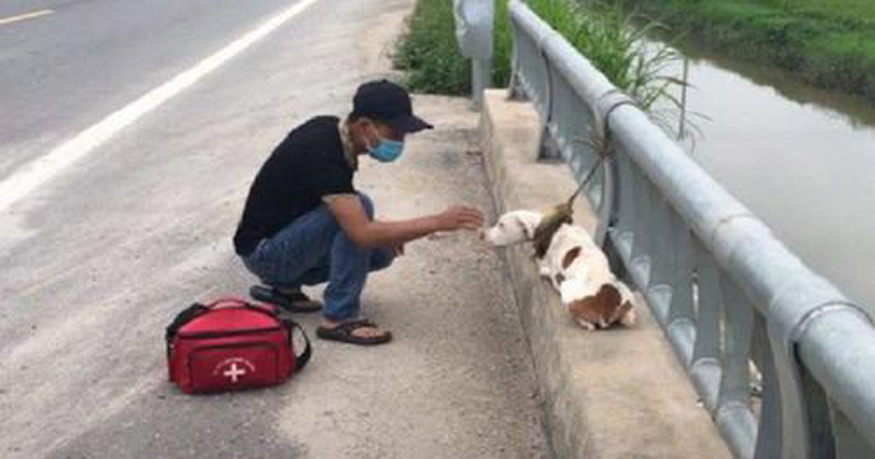 Cachorro abandonado em uma ponte acaba se rendendo ao amor de seu herói