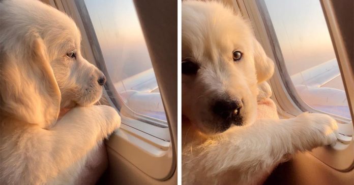 Adorável cachorrinho aproveita seu primeiro voo e ainda ganha um assento na janela