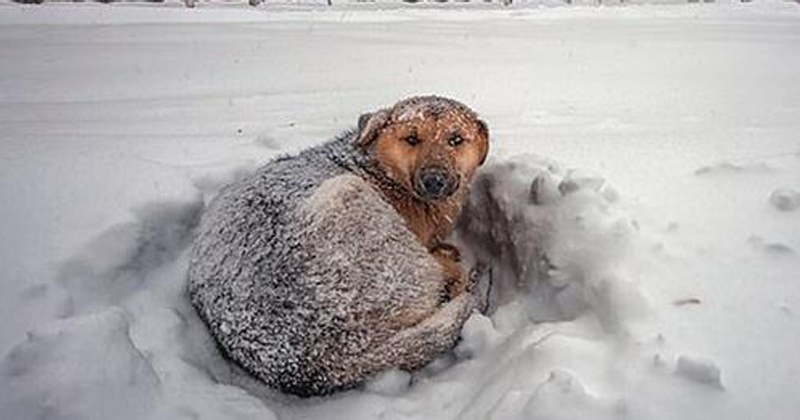 Cachorro de rua é encontrado abraçado com uma menina para evitar que ela congele na neve