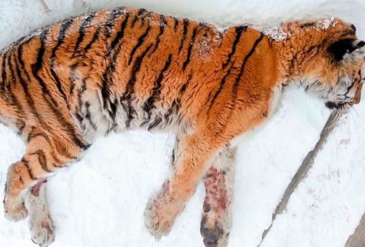 Dor insuportável leva um tigre faminto para fora de seu habitat implorando por ajuda humana