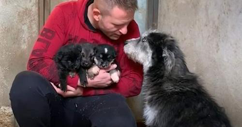 Cadela sem-teto pede ajuda a um homem para salvar seus filhotes do frio