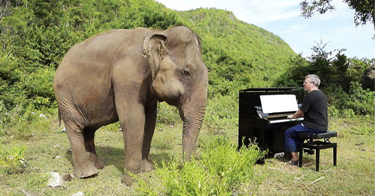 Elefante cega dança alegremente ao ouvir pianista tocando para confortá-la