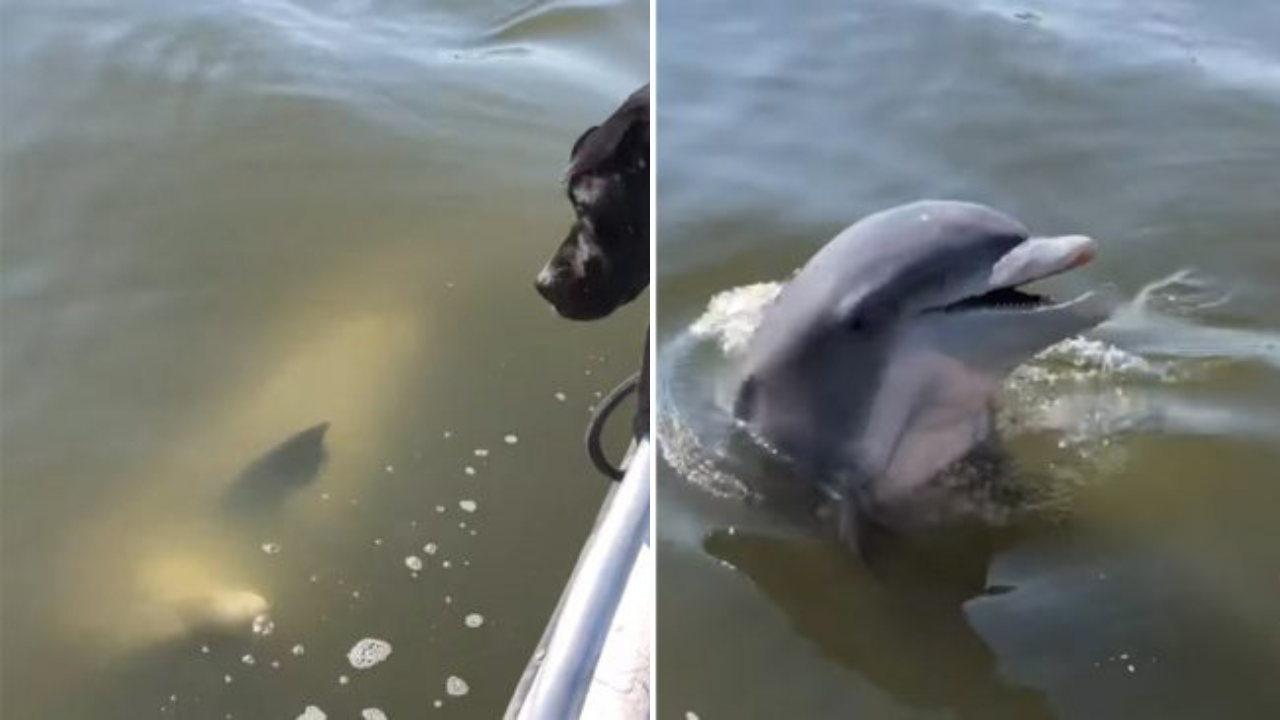 Golfinho amigável se aproxima para cumprimentar dois cães em um barco