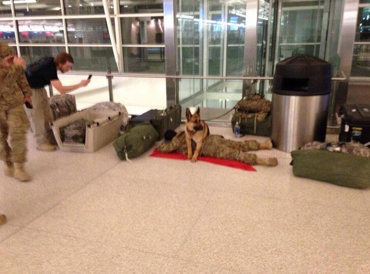 Cachorro fiel ‘vigia’ seu dono soldado enquanto ele dorme no aeroporto