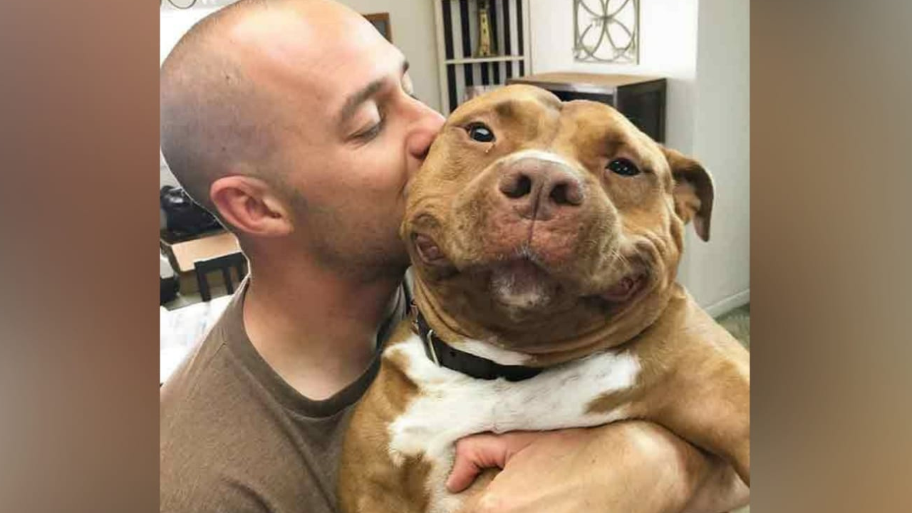 Pitbull não para de sorrir após finalmente ser adotado