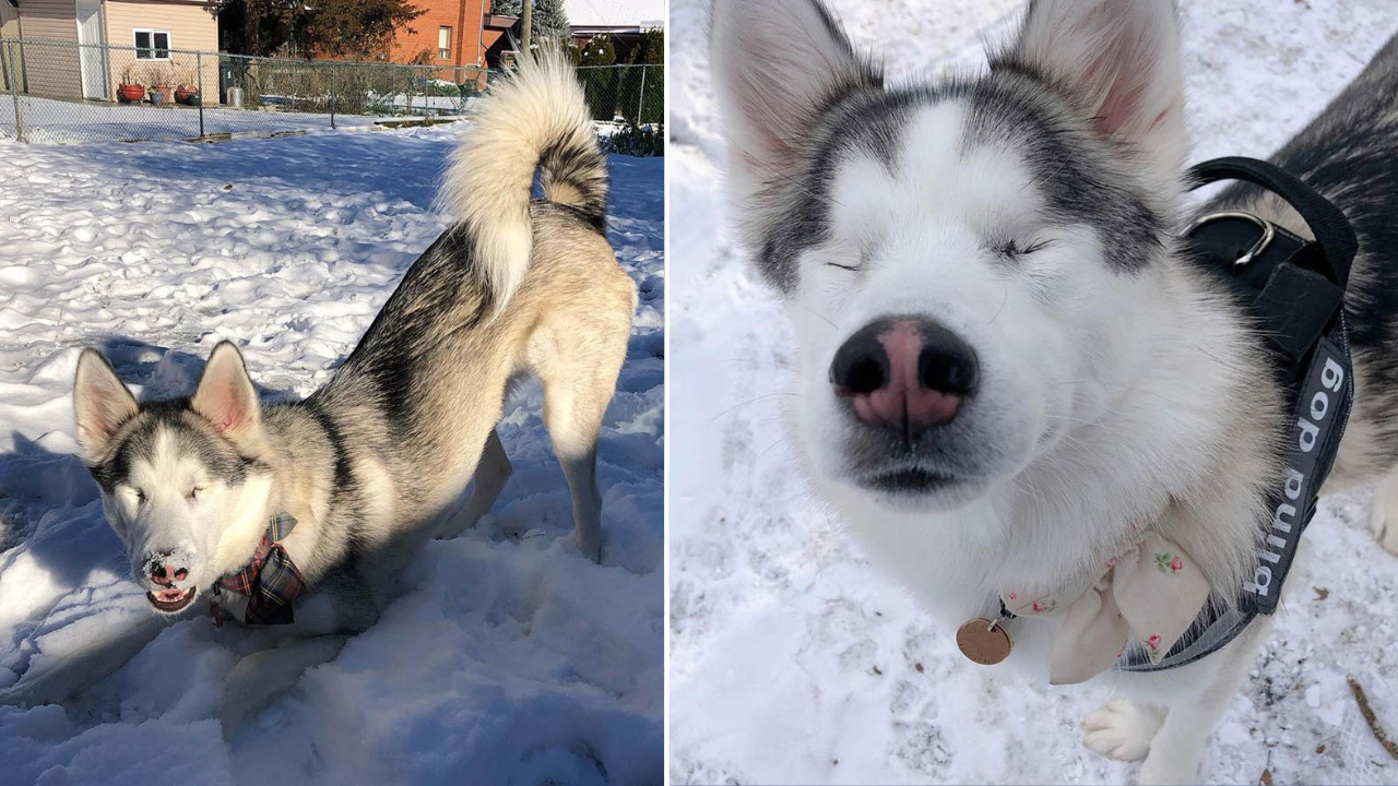 Cadela husk cega não consegue conter a alegria ao sentir a neve pela primeira vez