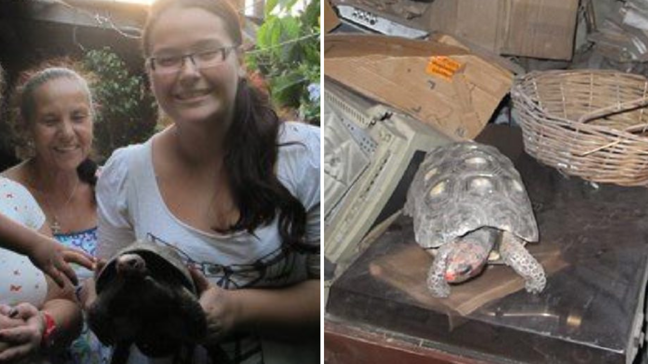 Tartaruga de estimação perdida há 30 anos é encontrada viva e perfeita no meio da bagunça de um sótão