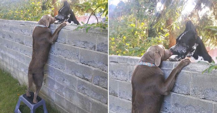 Família dá um banquinho ao cachorro para que ele possa ver os cães vizinhos