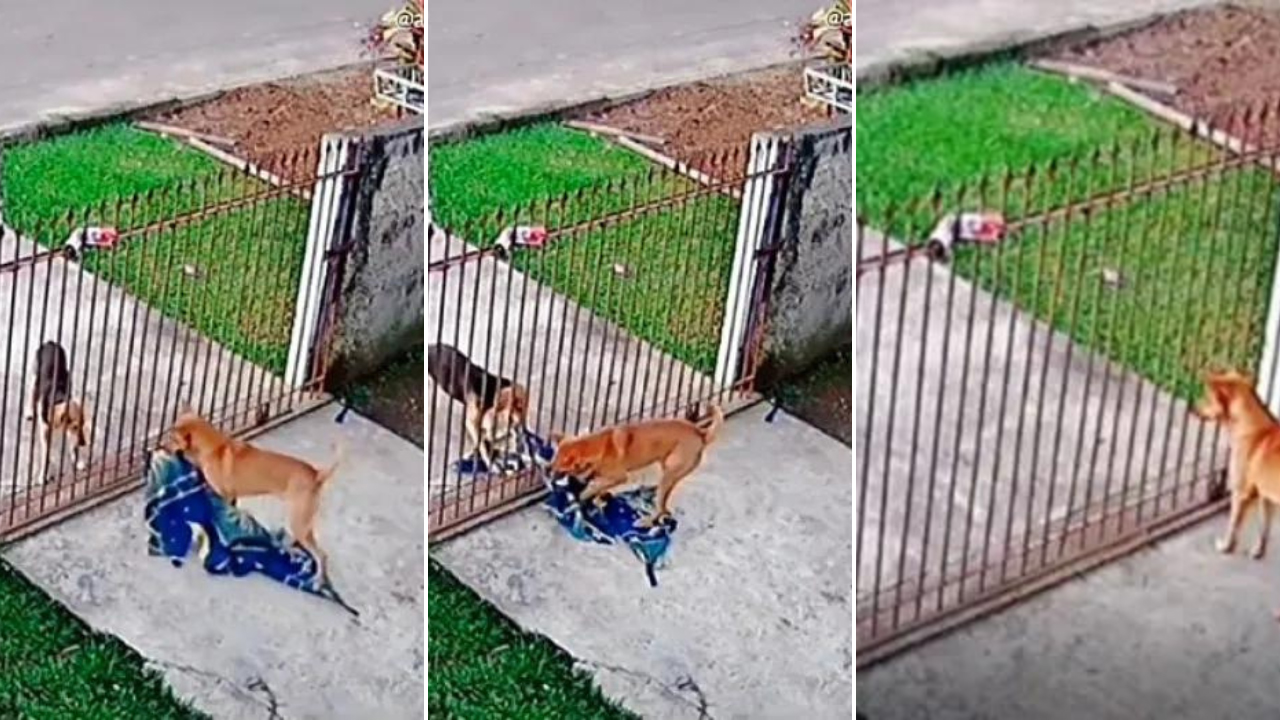 O momento tocante em que um cachorro doa seu cobertor para um cão de rua se proteger do frio