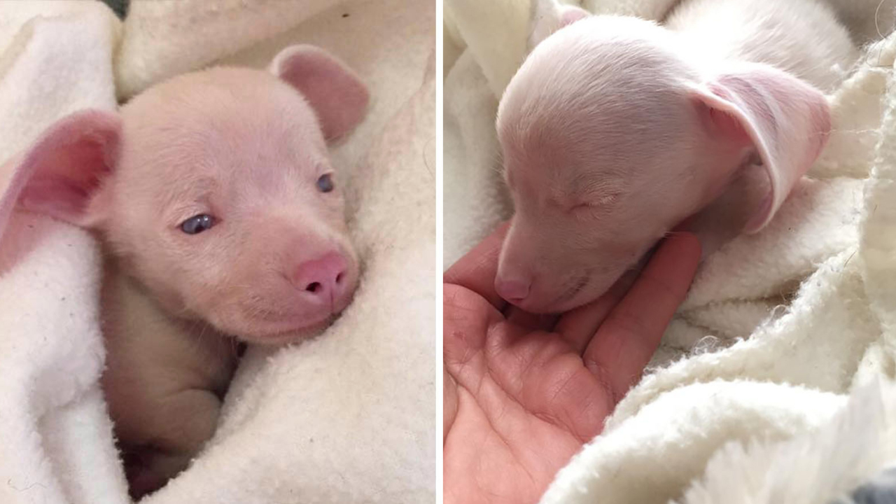 Cachorro rosa que nasceu cego e surdo vira inspiração para projeto social