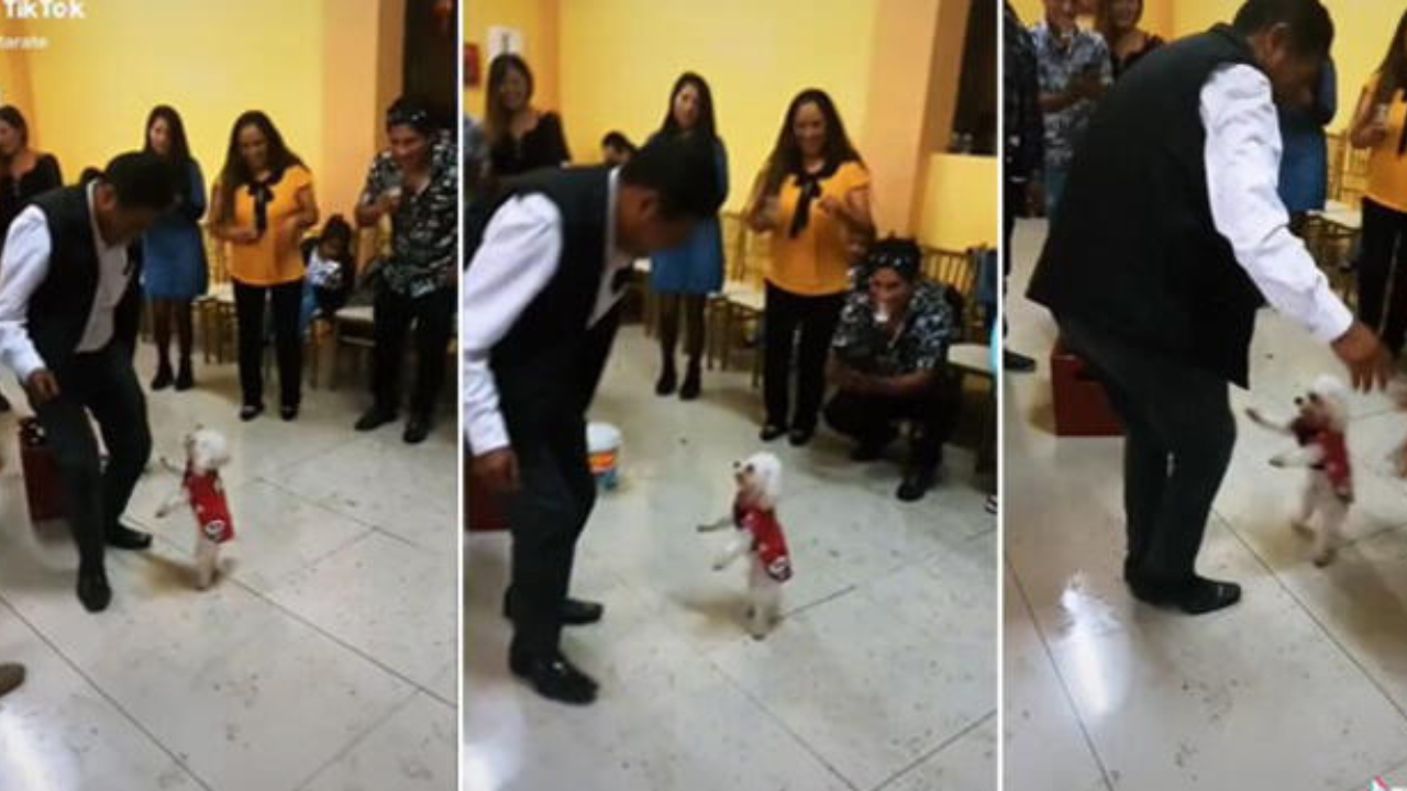 Cadelinha dá ‘show’ de dança durante reunião familiar e surpreende a todos