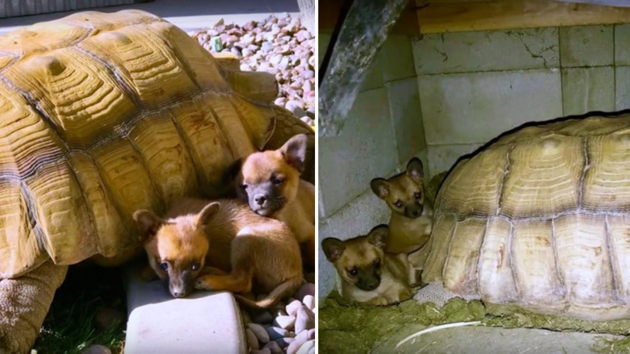 Mamãe tartaruga ‘adota’ filhotes de cachorrinhos que haviam sido abandonados