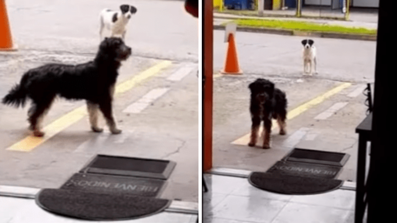 Cão de rua convida os amigos ao restaurante onde lhe dão comida todos os dias