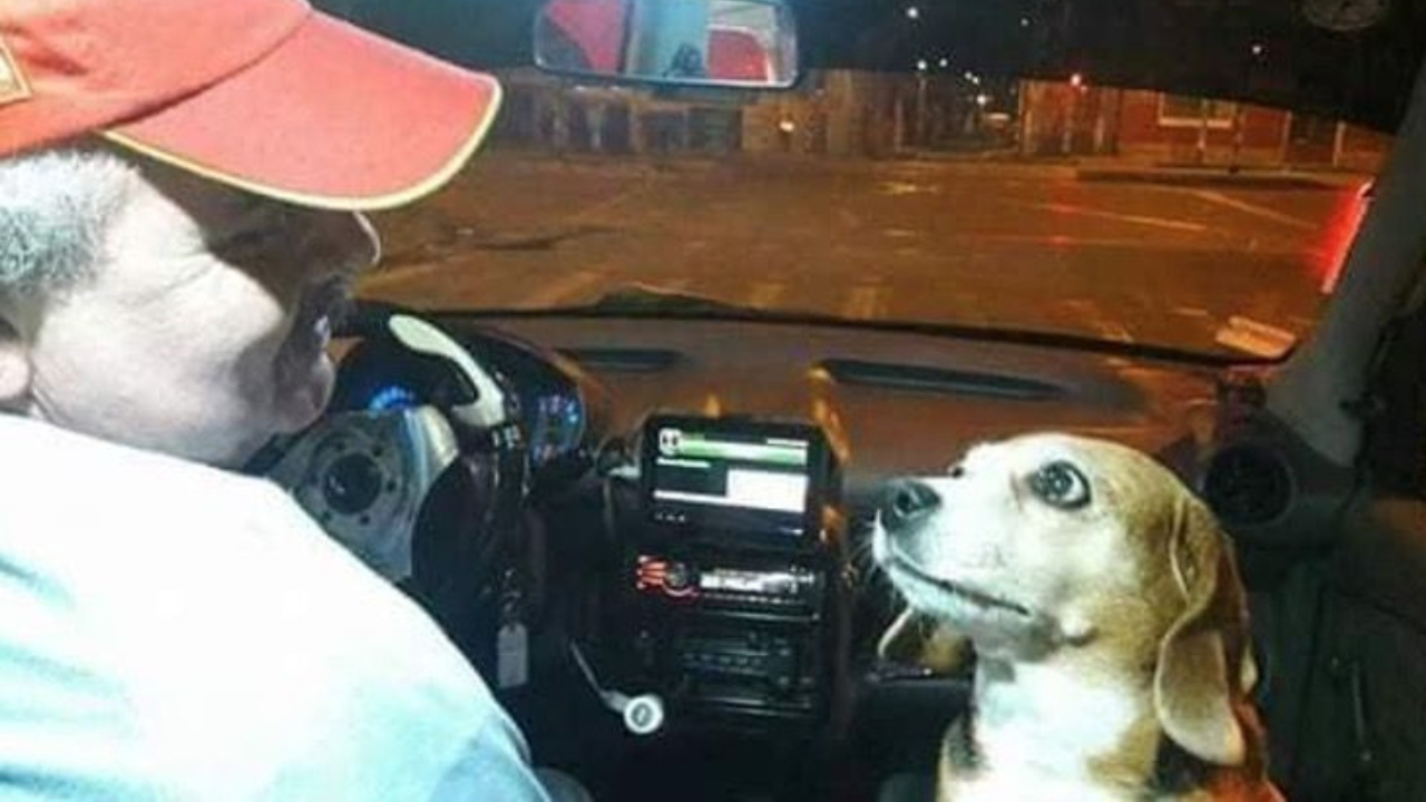 Cadela adorável acompanha seu dono que é taxista à noite e surpreende clientes