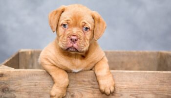 Nomes de cachorros: 60 opções mais bonitas e populares para o seu pet