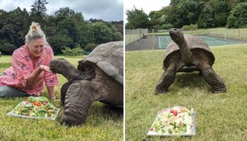 Jhonatan, a tartaruga mais velha do mundo comemora seus 190 anos