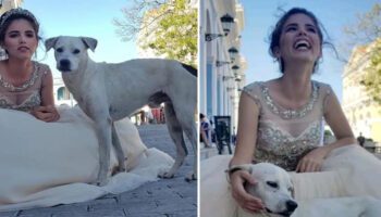 Cão de rua invade sessão de fotos de aniversário e se torna o protagonista