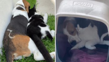 Cachorrinho faz amizade com gato de rua e convence sua dona a adotá-lo
