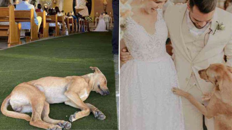 Cachorro de rua dorme em meio a cerimônia de casamento e é adotado pelos noivos