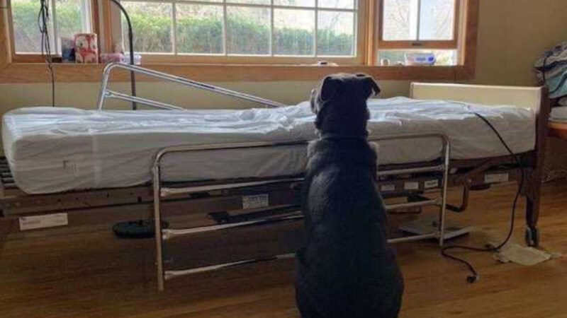 Cachorro esperou pacientemente pelo seu dono que havia falecido ao lado de uma cama de hospital vazia