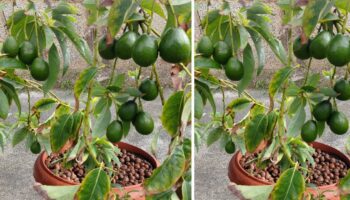 Aprenda a cultivar abacateiro em um pequeno vaso em casa