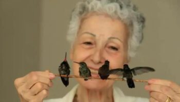 Mulher de 72 anos criou um hospital de beija-flores em sua casa