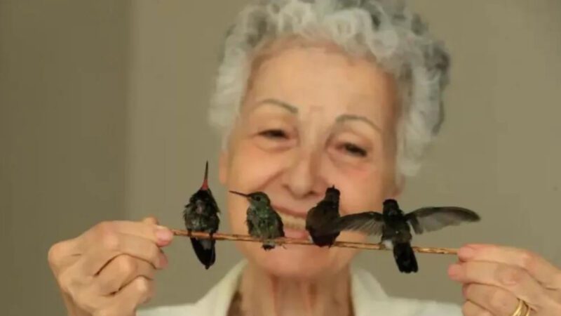 Mulher de 72 anos criou um hospital de beija-flores em sua casa