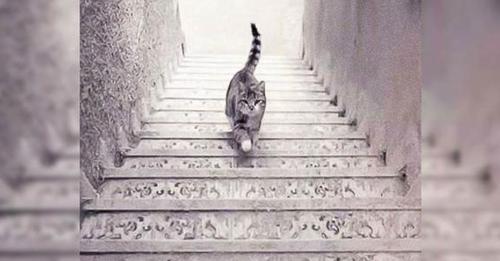 O gato está subindo ou descendo as escadas?: “Este teste revela seus aspectos mais ocultos”
