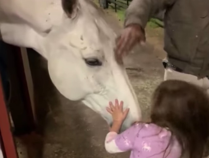 Menina tenta desesperadamente acalmar cavalo gigante e essa foi a reação dele